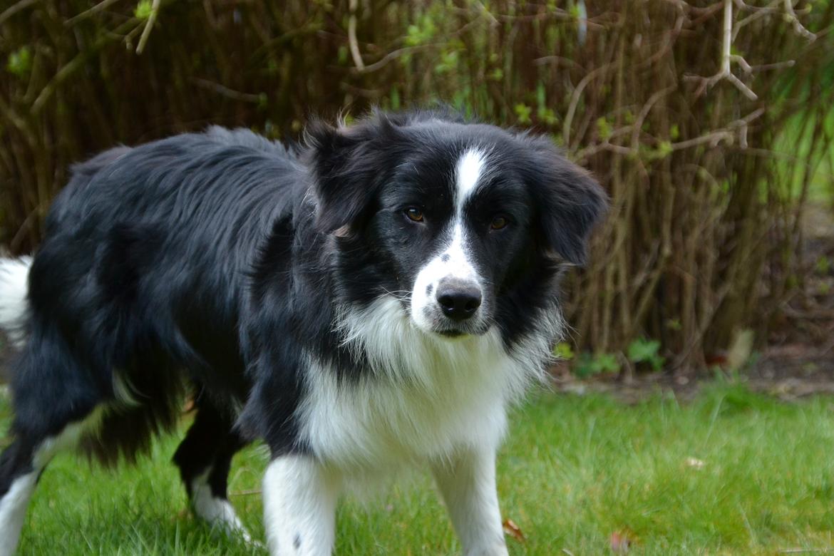 Border collie Nicko billede 8