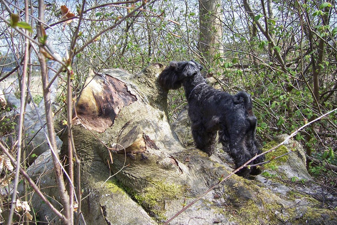 Dvaergschnauzer Schnauzerlyst´s Lucky Boy - Det lugter lidt af... træ? billede 19