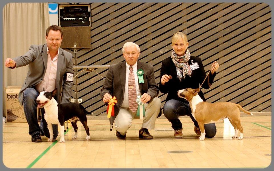 Bullterrier miniature Bruni Banani - Haarlev, 21.04.2012. Bruni, CAC, BIM. Milkyway Minature Manolito, BIR. Foto af Michael Bergmann. billede 19