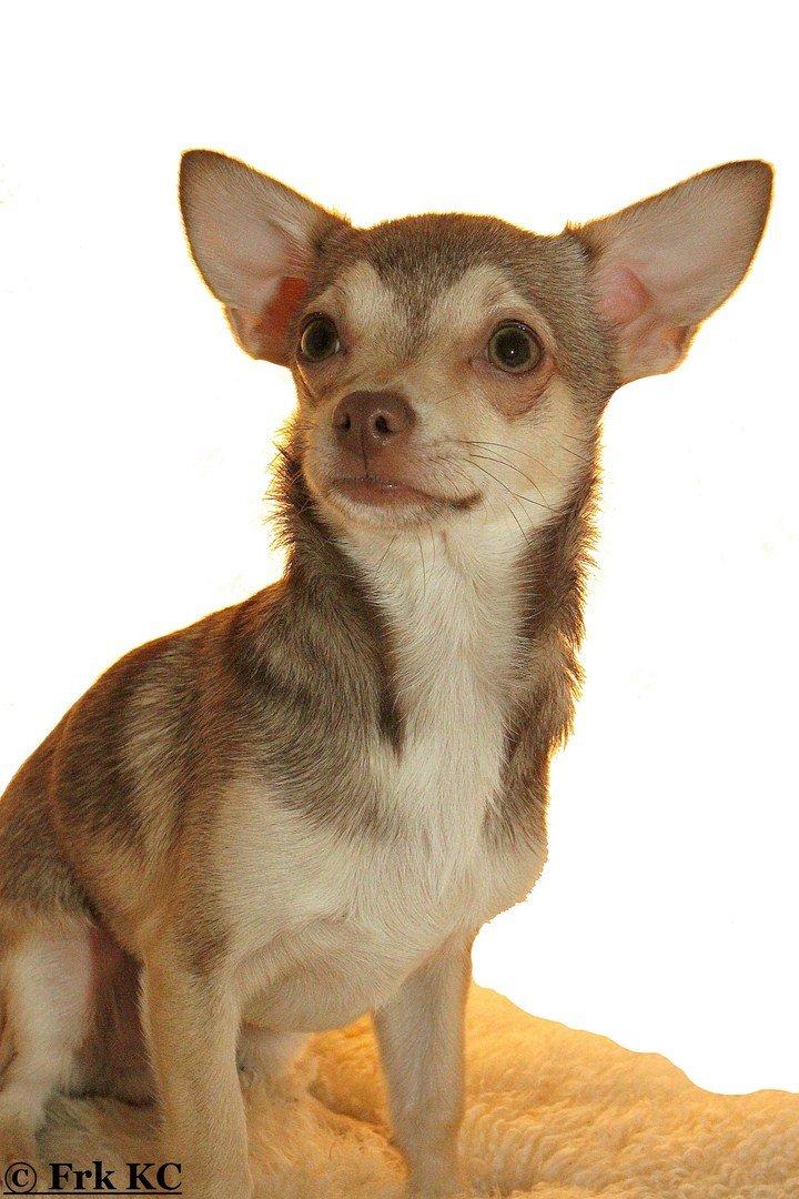 Chihuahua high fly BALTO billede 1