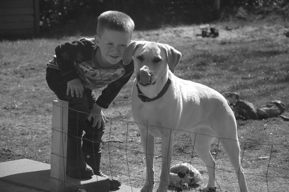 Labrador retriever Senta [BABY] billede 2