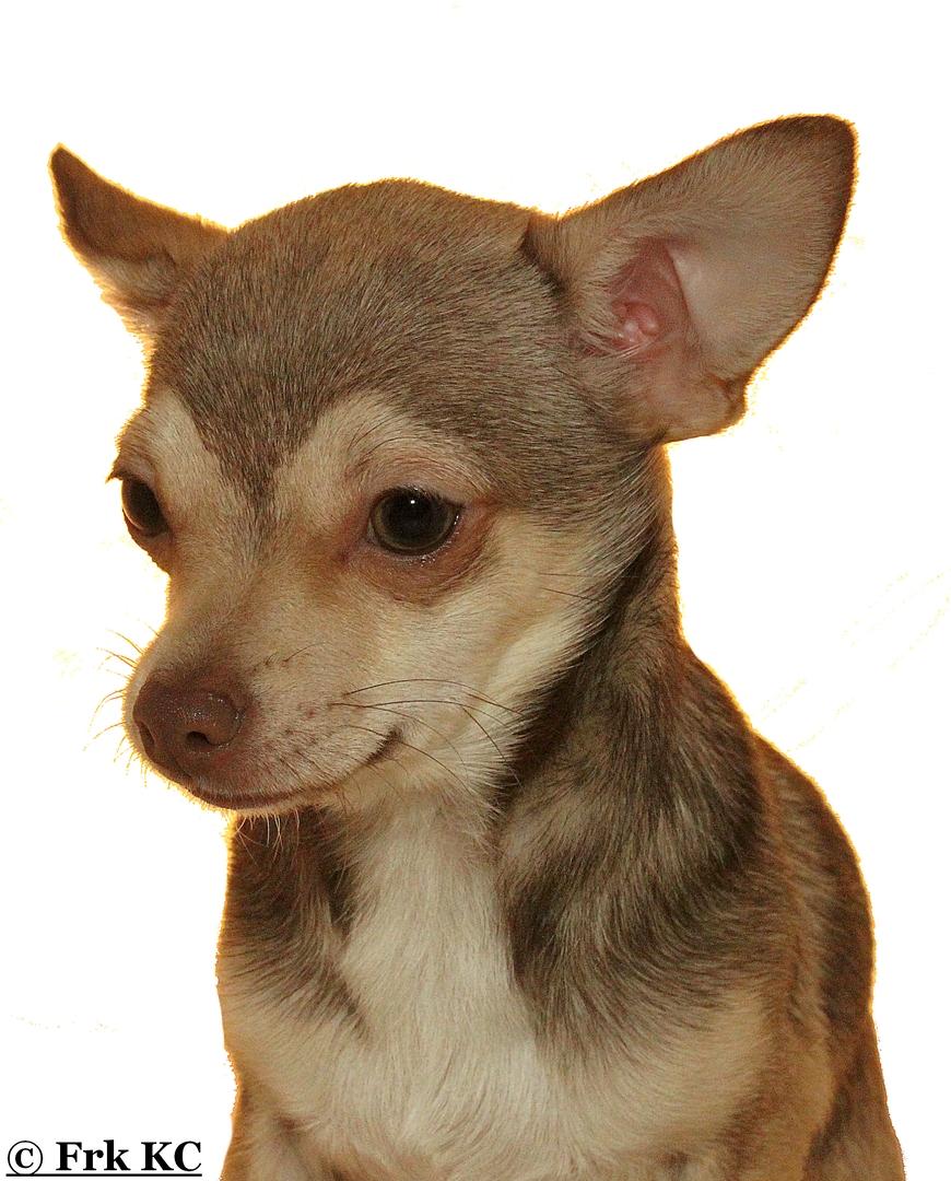 Chihuahua high fly BALTO billede 2