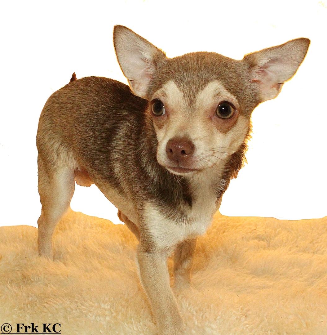 Chihuahua high fly BALTO billede 3