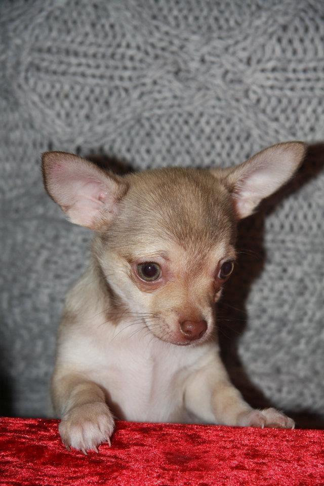 Chihuahua high fly BALTO billede 4