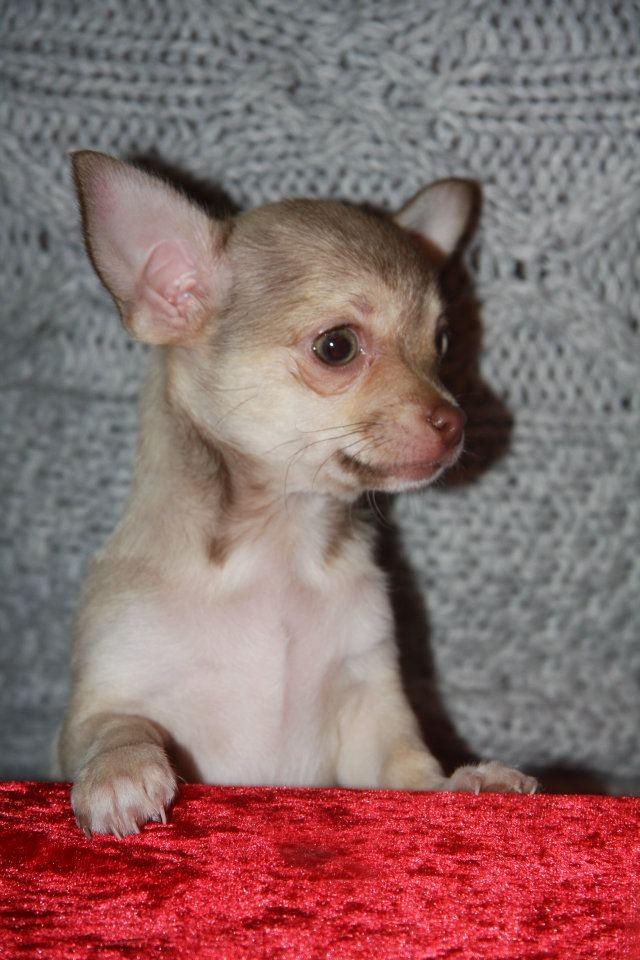 Chihuahua high fly BALTO billede 5