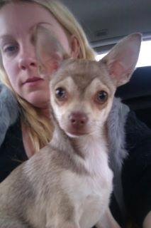 Chihuahua high fly BALTO billede 6