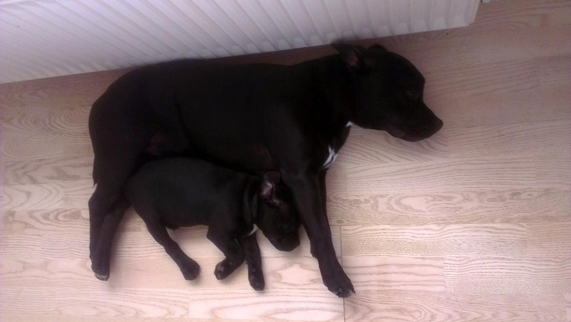 Staffordshire bull terrier *Cuba* R.I.P. billede 13