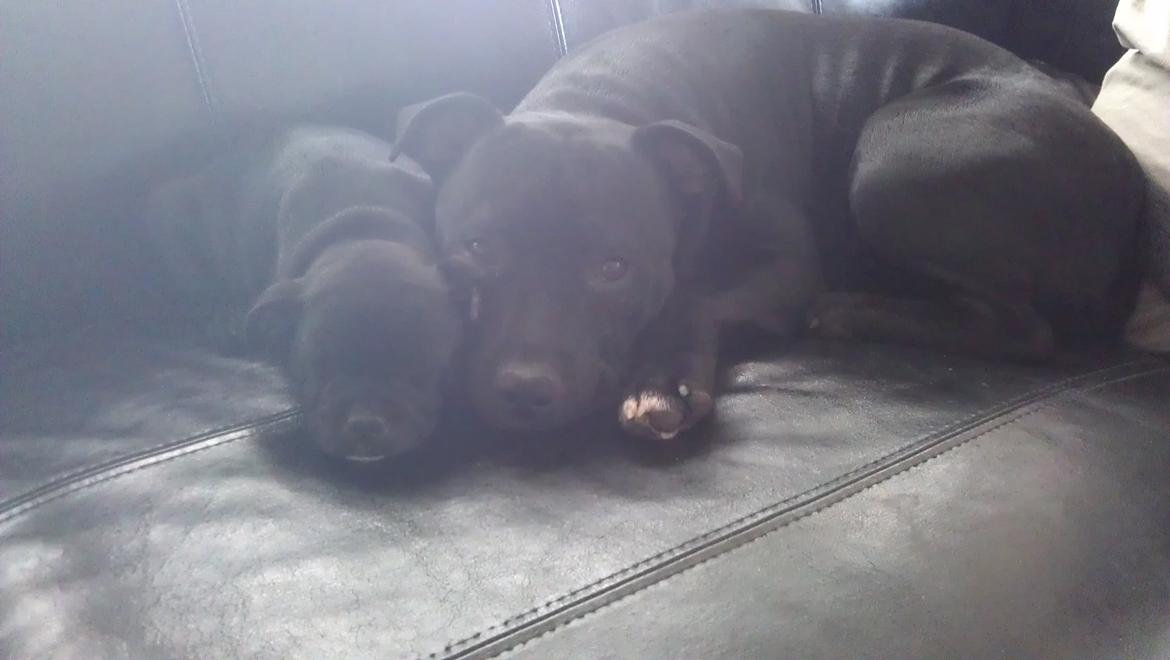 Staffordshire bull terrier *Cuba* R.I.P. billede 14