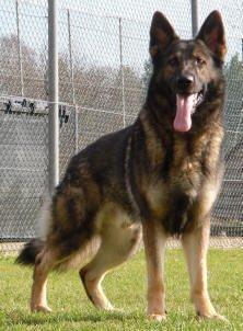 Schæferhund Kochens Jazz - Kochens Jazz 3 1/2 år 2012 billede 3