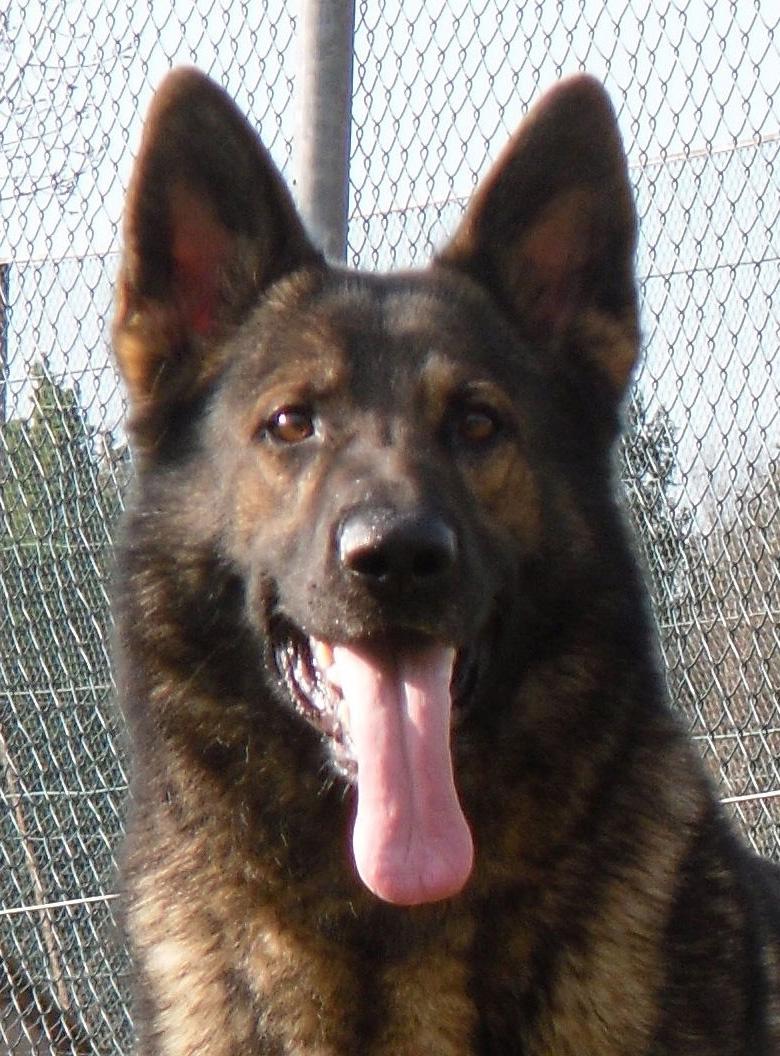 Schæferhund Kochens Jazz - Smukke Jazz, foråret 2012 billede 4