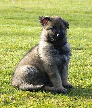 Schæferhund Kochens Jazz - Jazz som lille, ca. 7 uger :-) billede 5