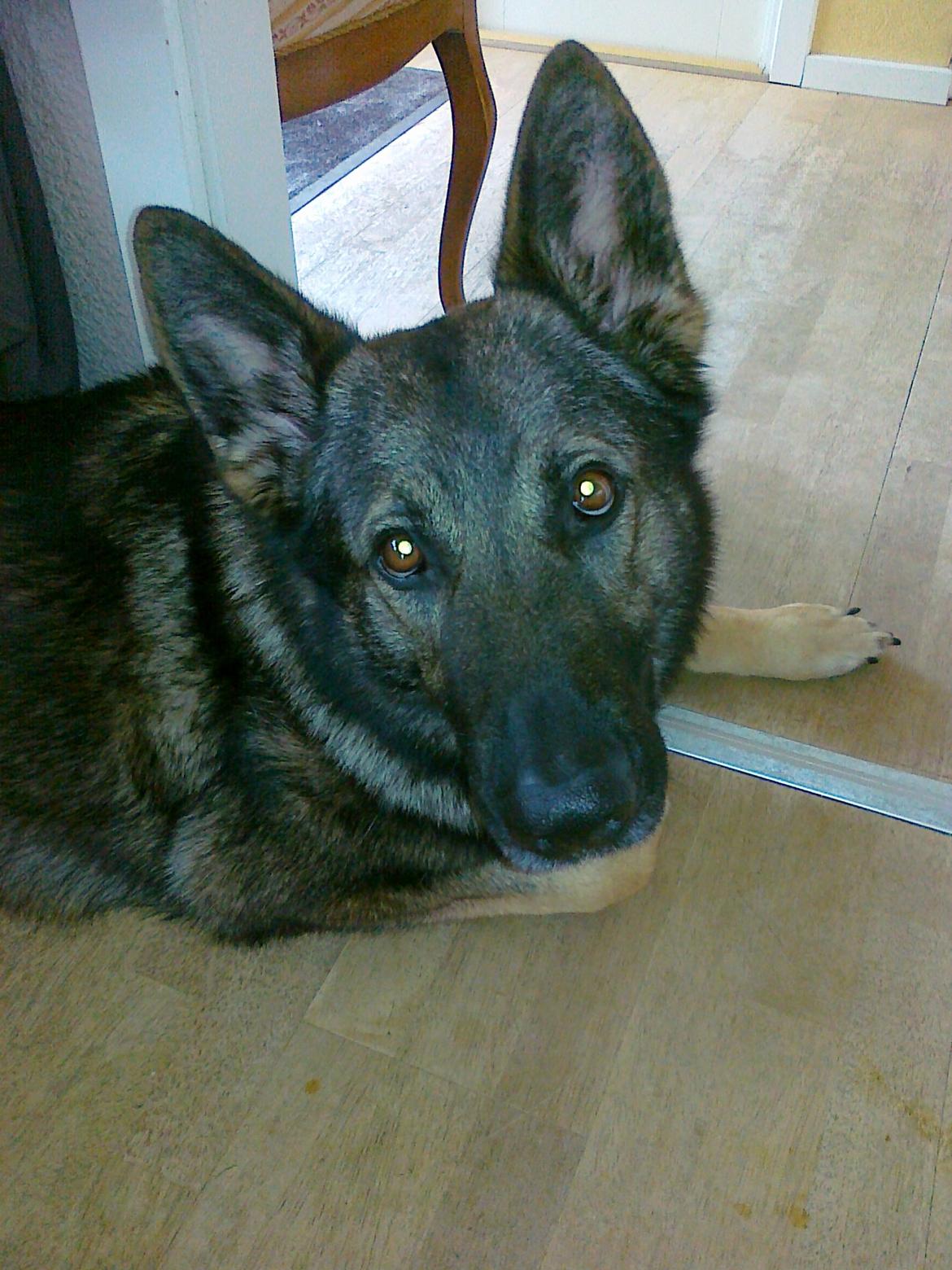 Schæferhund Kochens Jazz billede 6