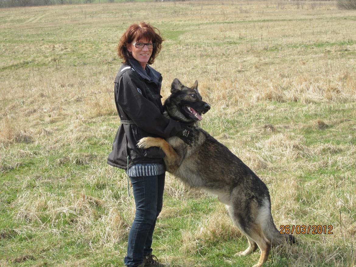 Schæferhund Kochens Jazz billede 7