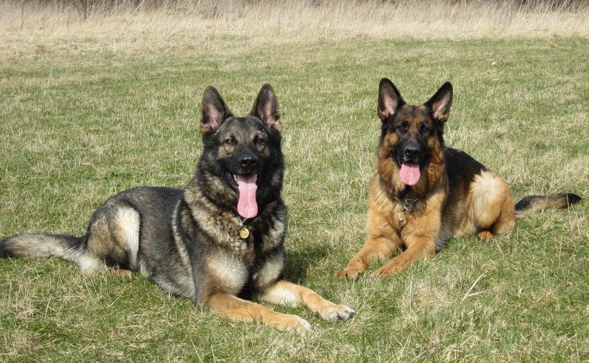 Schæferhund Kochens Jazz - Kochens Jazz og Akacias Mocca har det skønt sammen :-) billede 8