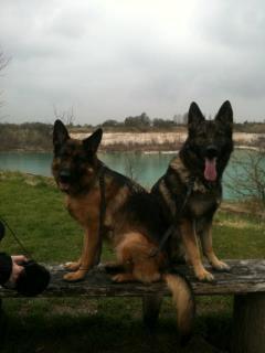 Schæferhund Kochens Jazz - Mocca og Jazz <3 billede 9