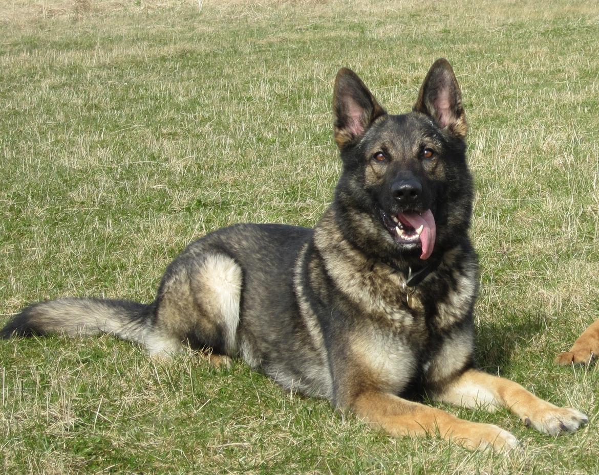 Schæferhund Kochens Jazz billede 10