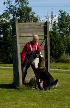 Schæferhund Kochens Jazz billede 11