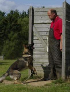 Schæferhund Kochens Jazz billede 12