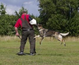 Schæferhund Kochens Jazz billede 13