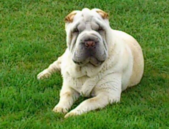 Shar pei Bonzoo Nihoo-sin billede 16
