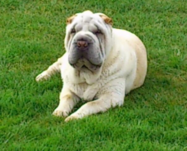 Shar pei Bonzoo Nihoo-sin - Her er Bonzoo hyggeøret, i vores have  : ) billede 17