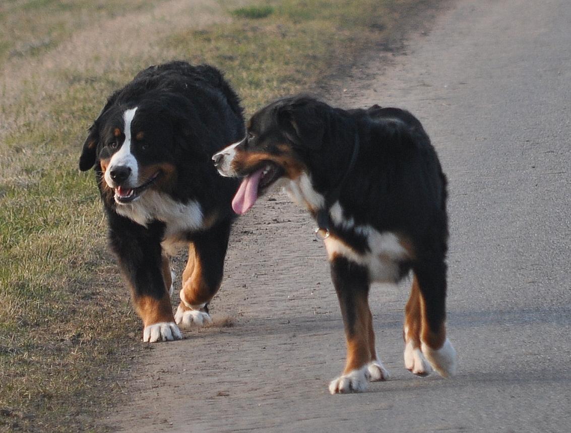 Berner sennenhund Nala - Kommer du brormand, ikke sakke bagud! billede 19