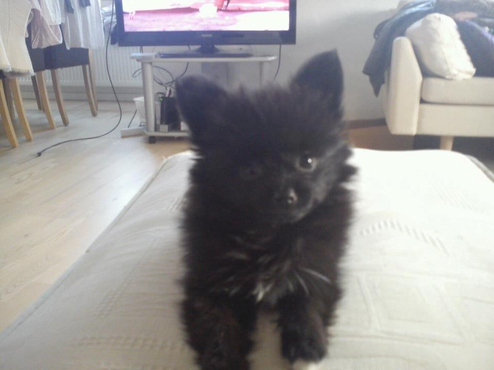 Blanding af racer **Pomeranian/Papillion**    Malou - Velkommen til Malou's profil :-)).
Beklager de manglende billeder, men hun er temmelig svær at tage billeder af, fordi hun er så kontakt søgende :-)) billede 1
