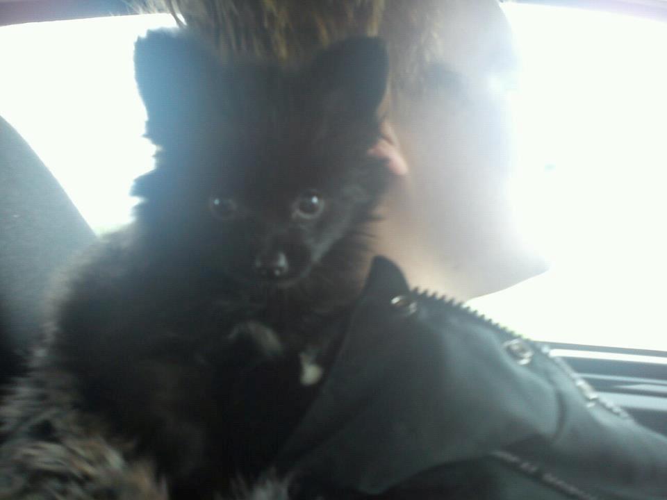 Blanding af racer **Pomeranian/Papillion**    Malou billede 2