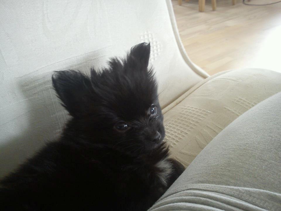 Blanding af racer **Pomeranian/Papillion**    Malou billede 3