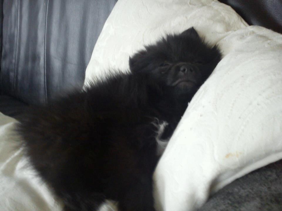 Blanding af racer **Pomeranian/Papillion**    Malou billede 4