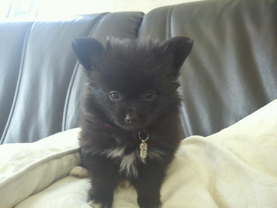 Blanding af racer **Pomeranian/Papillion**    Malou billede 5