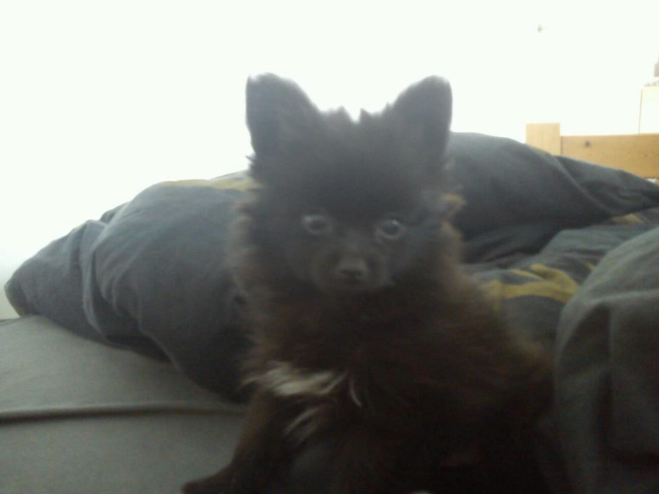 Blanding af racer **Pomeranian/Papillion**    Malou billede 6