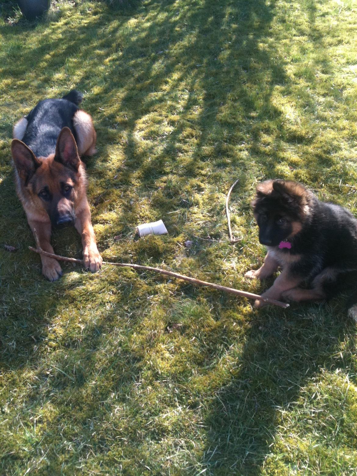 Schæferhund Smed's Jasmina - Her har jeg ene og alene været på jagt efter en stor pind, og nu deler jeg den med min onkel Harley.  billede 3