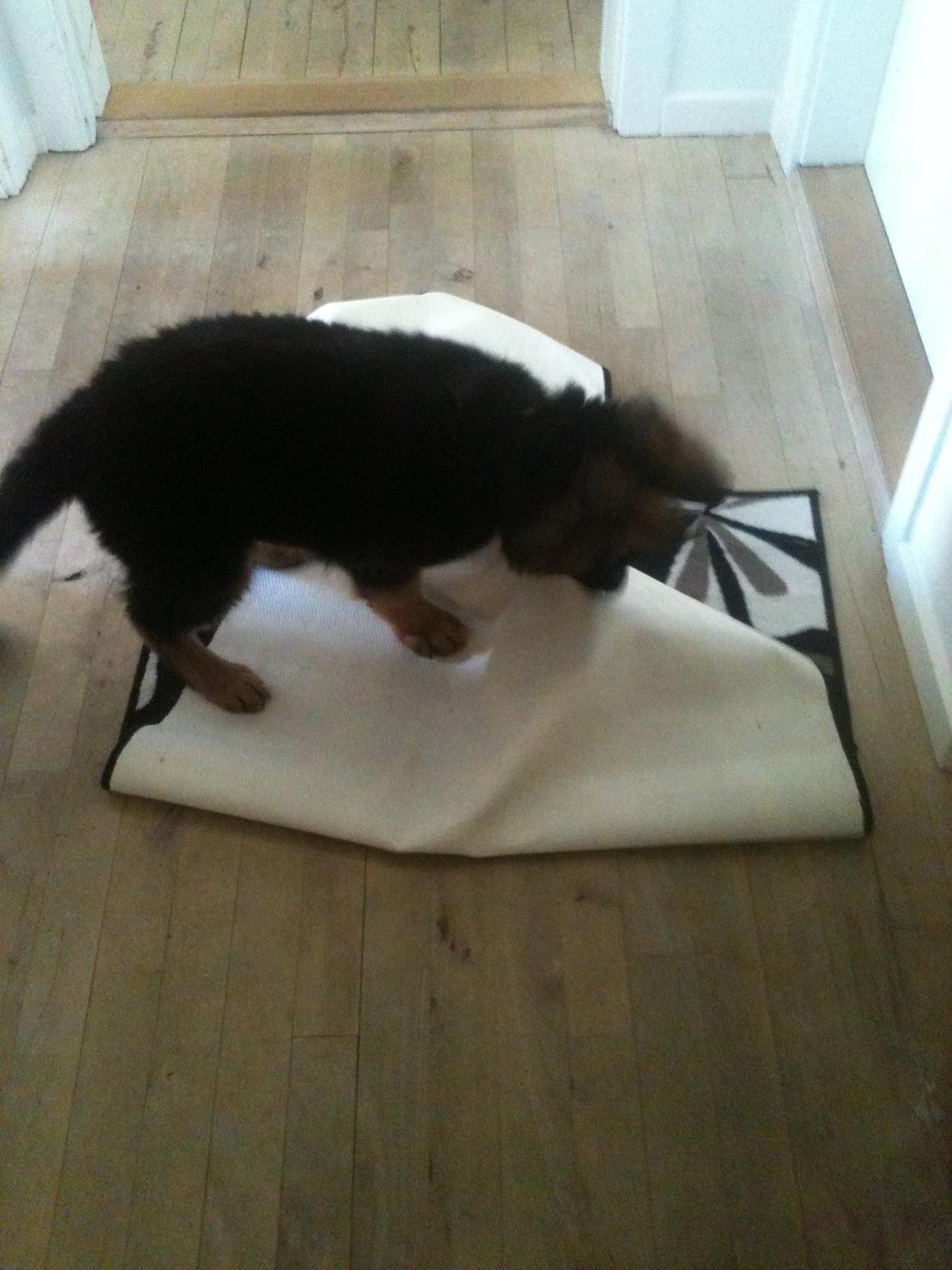 Schæferhund Smed's Jasmina - lidt omdekorering skal der til..   billede 4