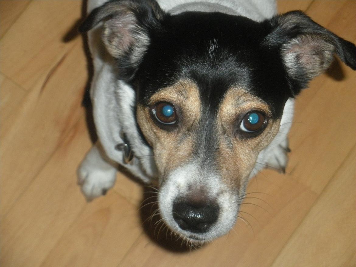 Blanding af racer Plet - Er jeg ikke bare sød! billede 1