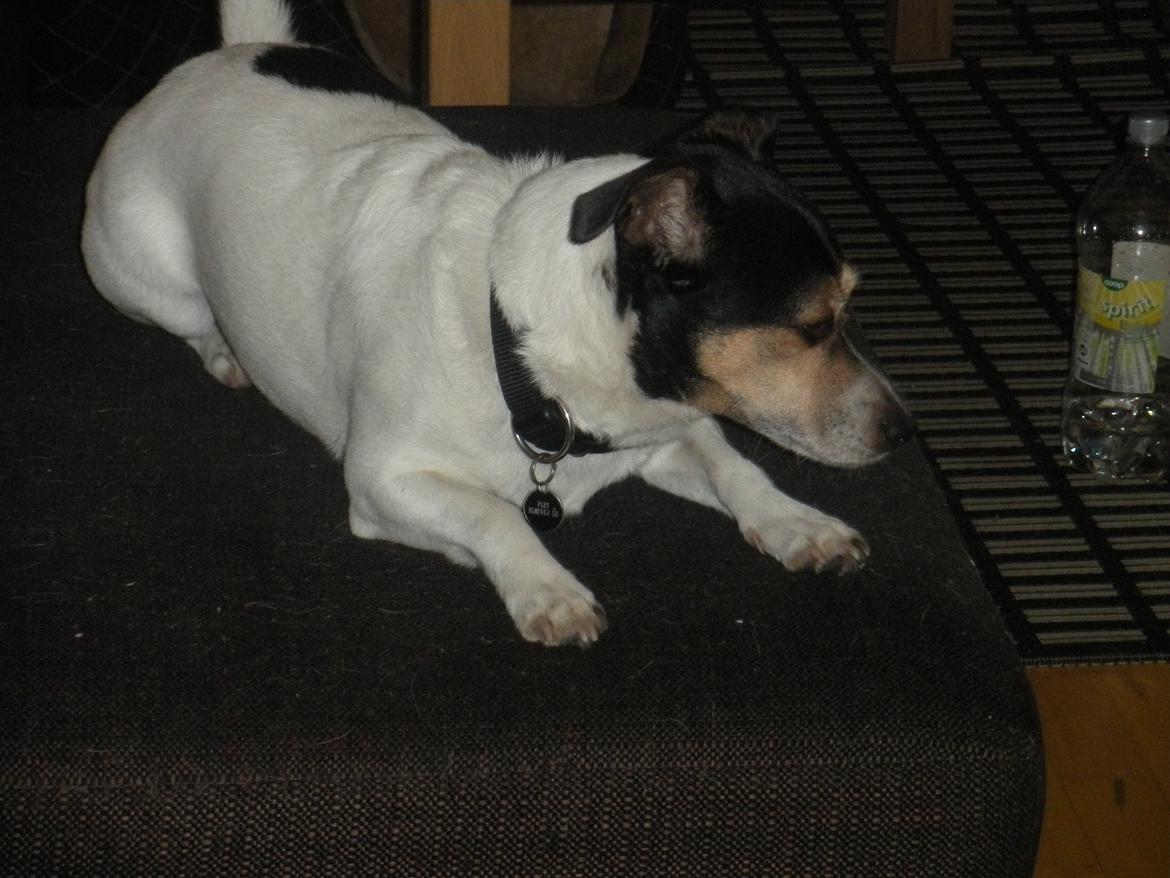 Blanding af racer Plet - Vil have min godbid! billede 3