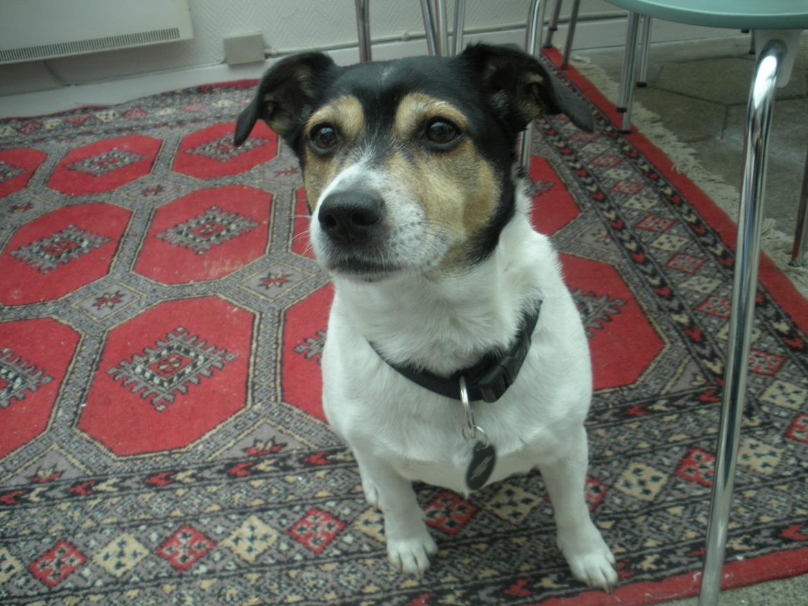 Blanding af racer Plet - Jeg sidder i udestuen... billede 4