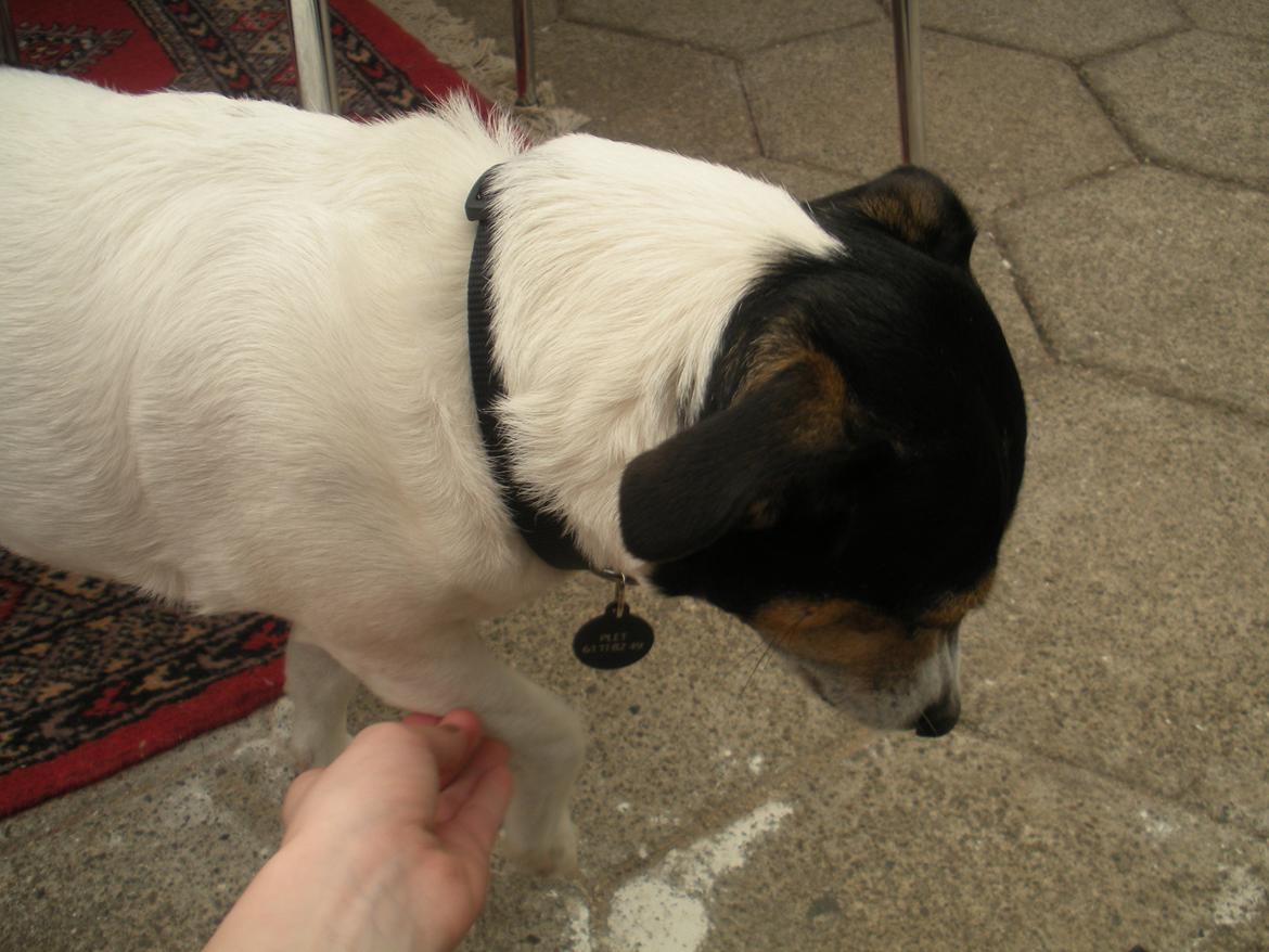 Blanding af racer Plet - Du må ikke rørre min pote Isabella... billede 5