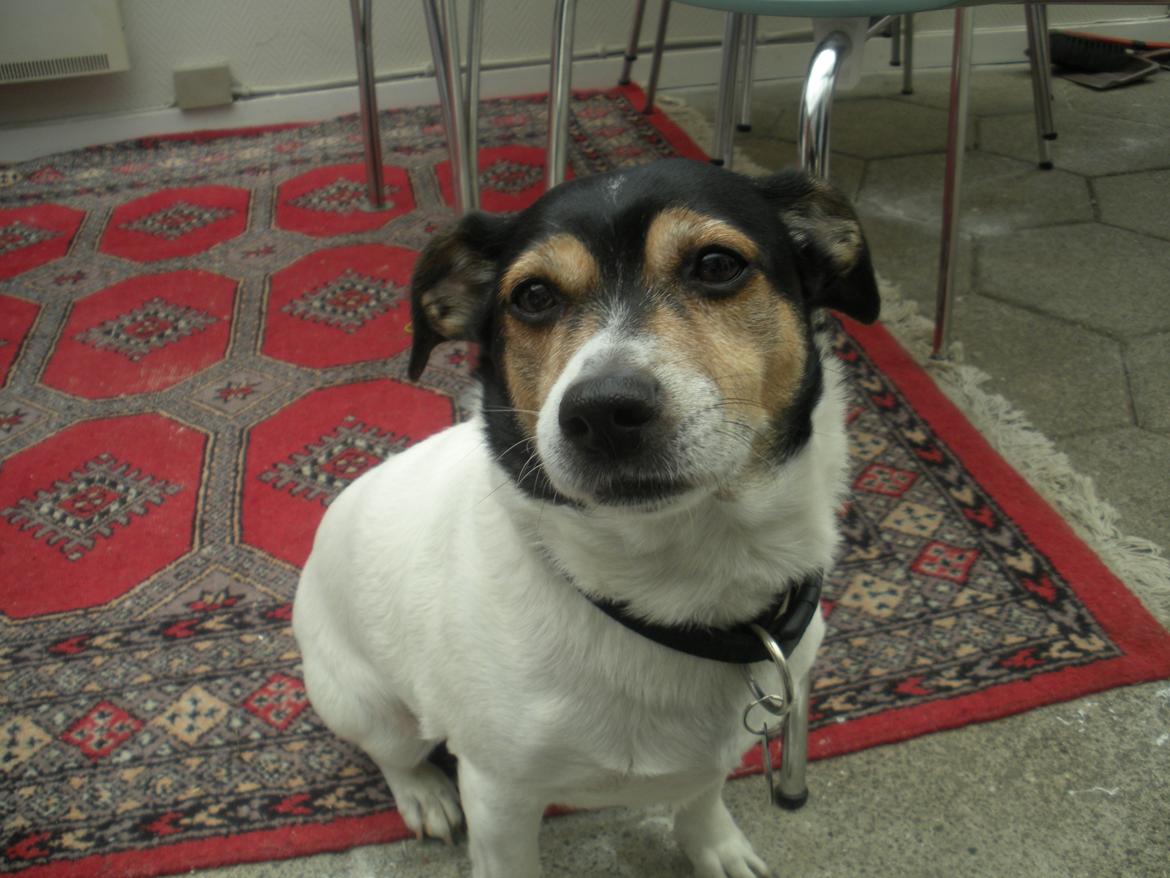 Blanding af racer Plet - Du sidder med en godbid Isabella billede 6