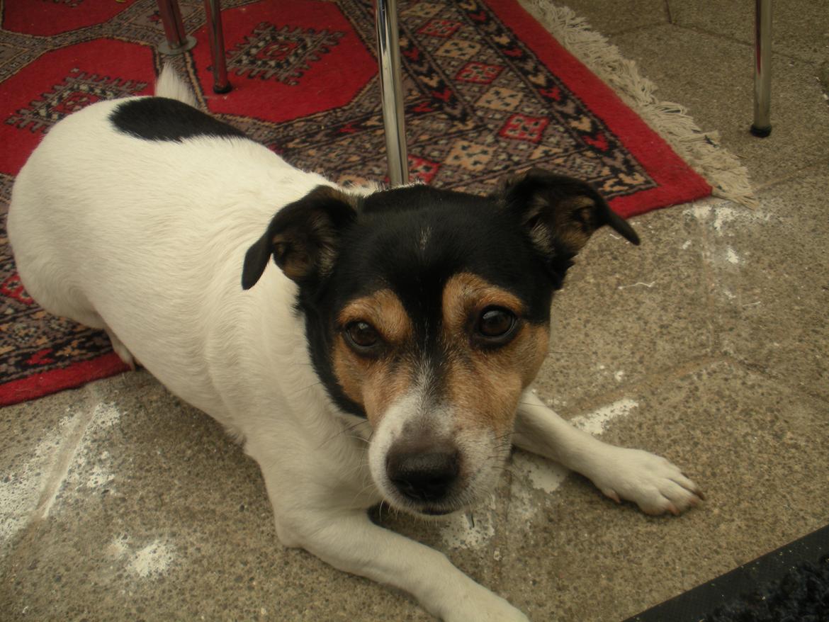 Blanding af racer Plet - Hvor er min godbid så? billede 7