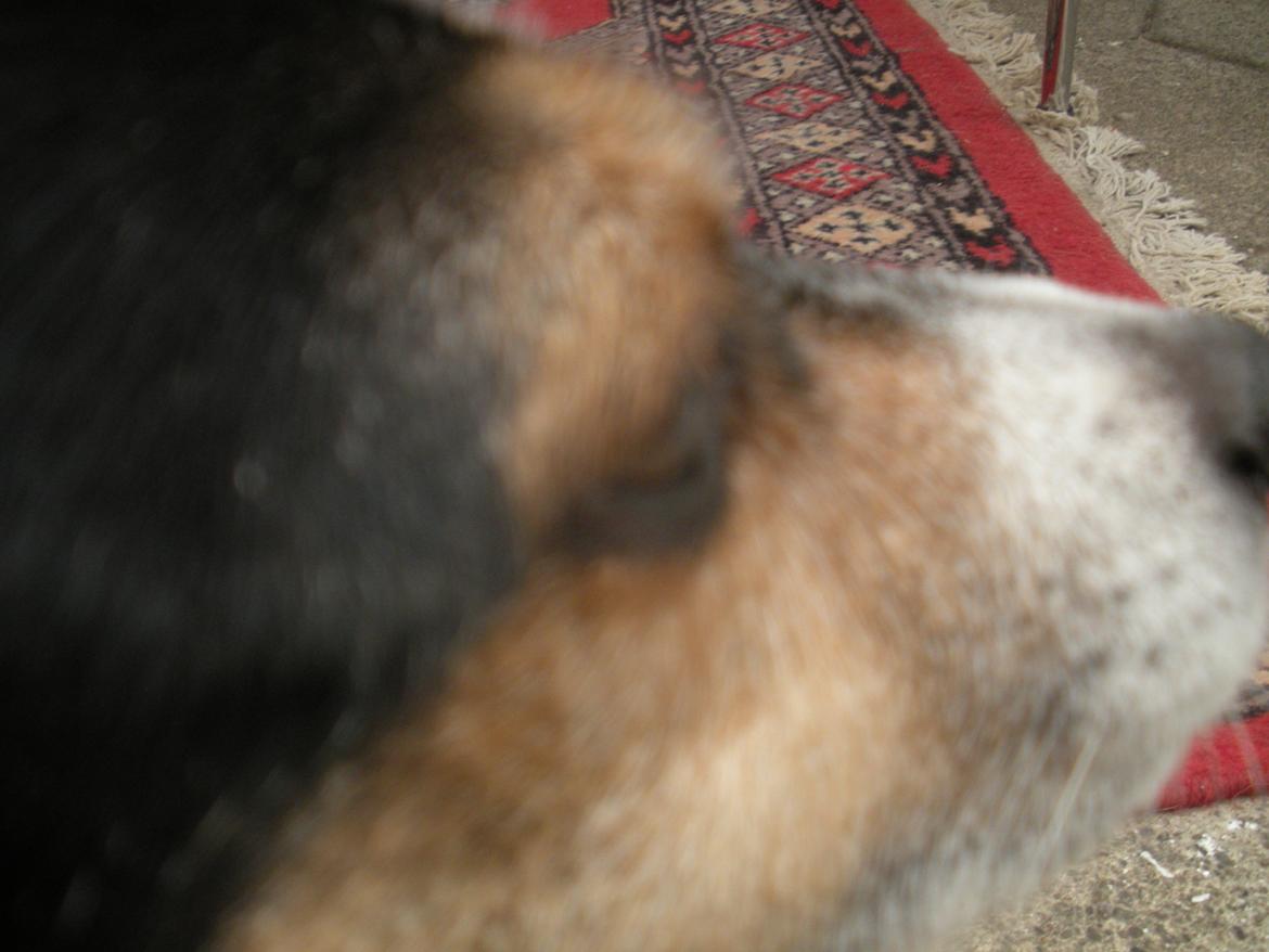 Blanding af racer Plet - Mit øje er meget sødere i virkelighedden billede 8