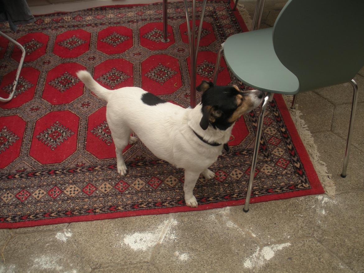 Blanding af racer Plet - Jeg vil op Isabella! <3 billede 9