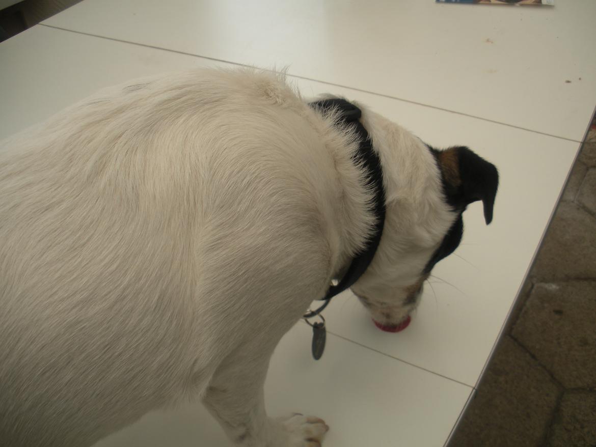 Blanding af racer Plet - Slikker bordet.... billede 11