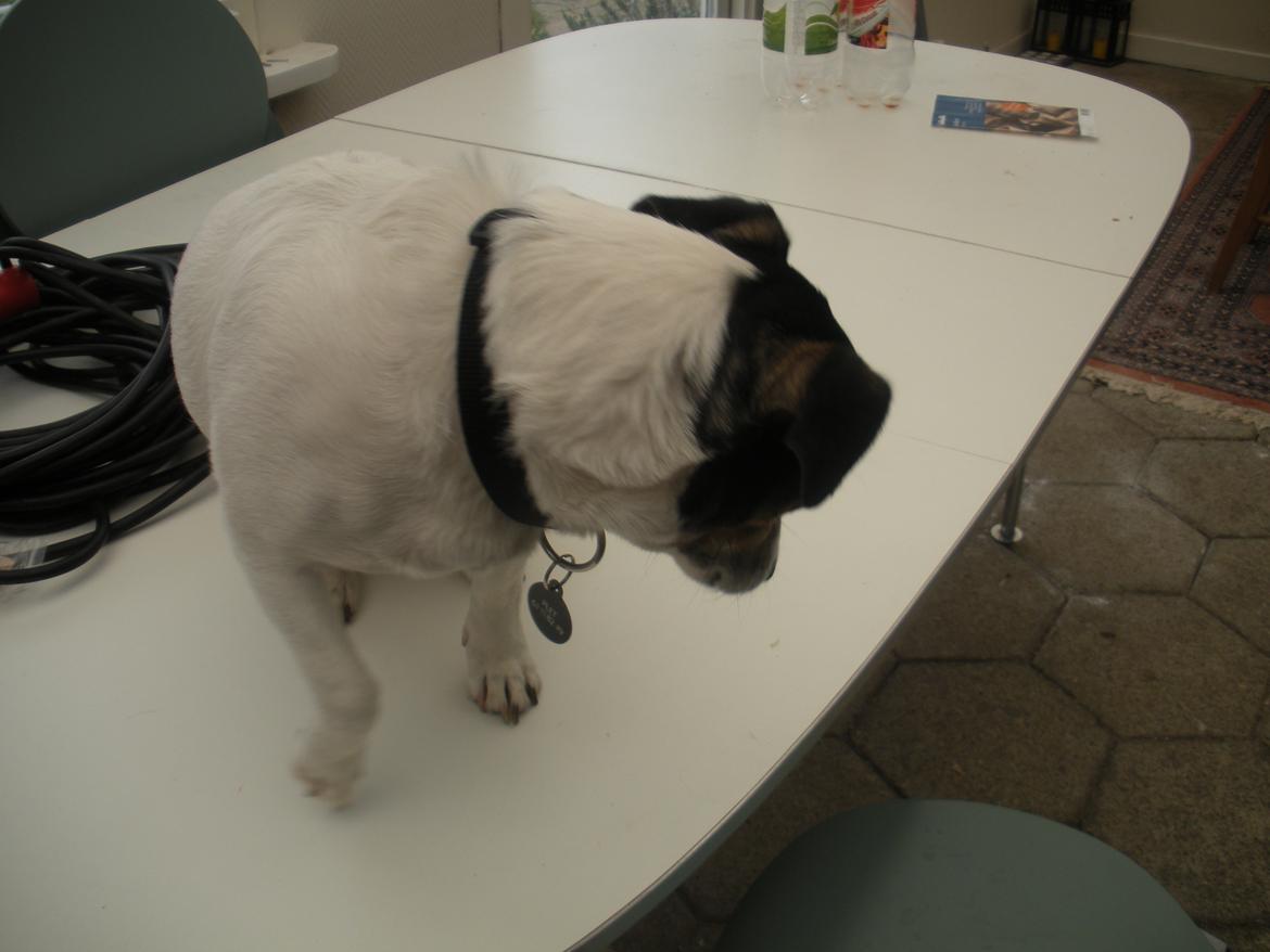 Blanding af racer Plet - Siiiiiiiiiit!<3 billede 12