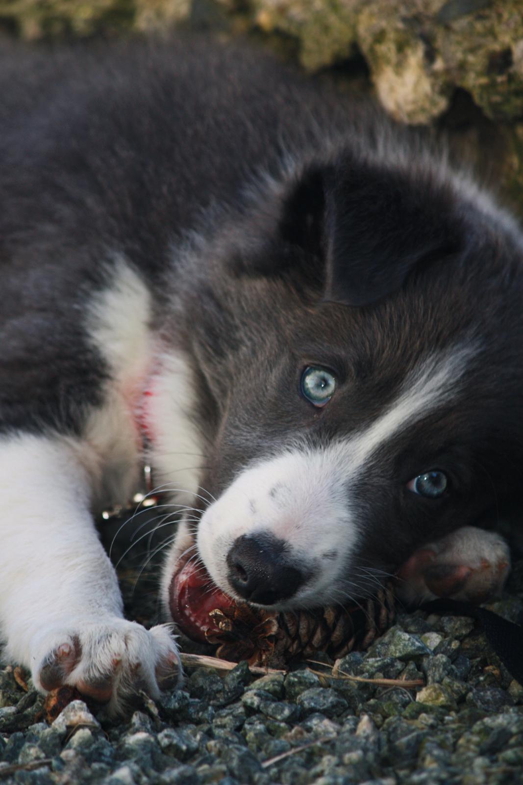Border collie Aimee billede 36