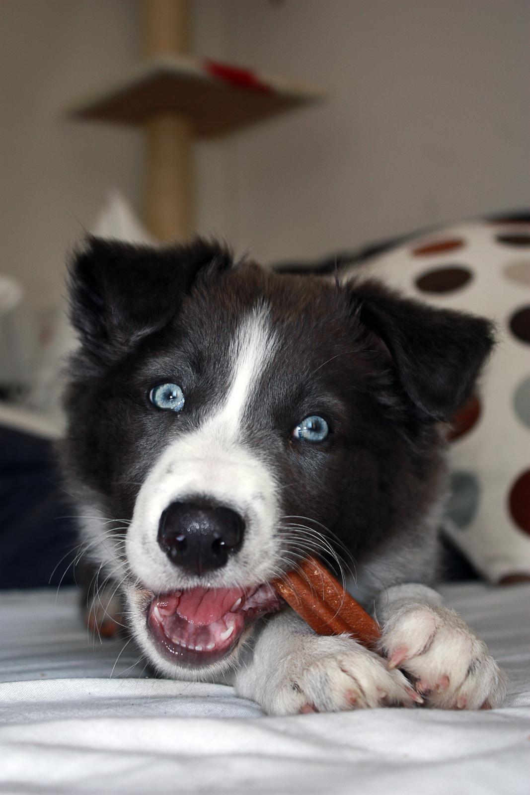 Border collie Aimee billede 31