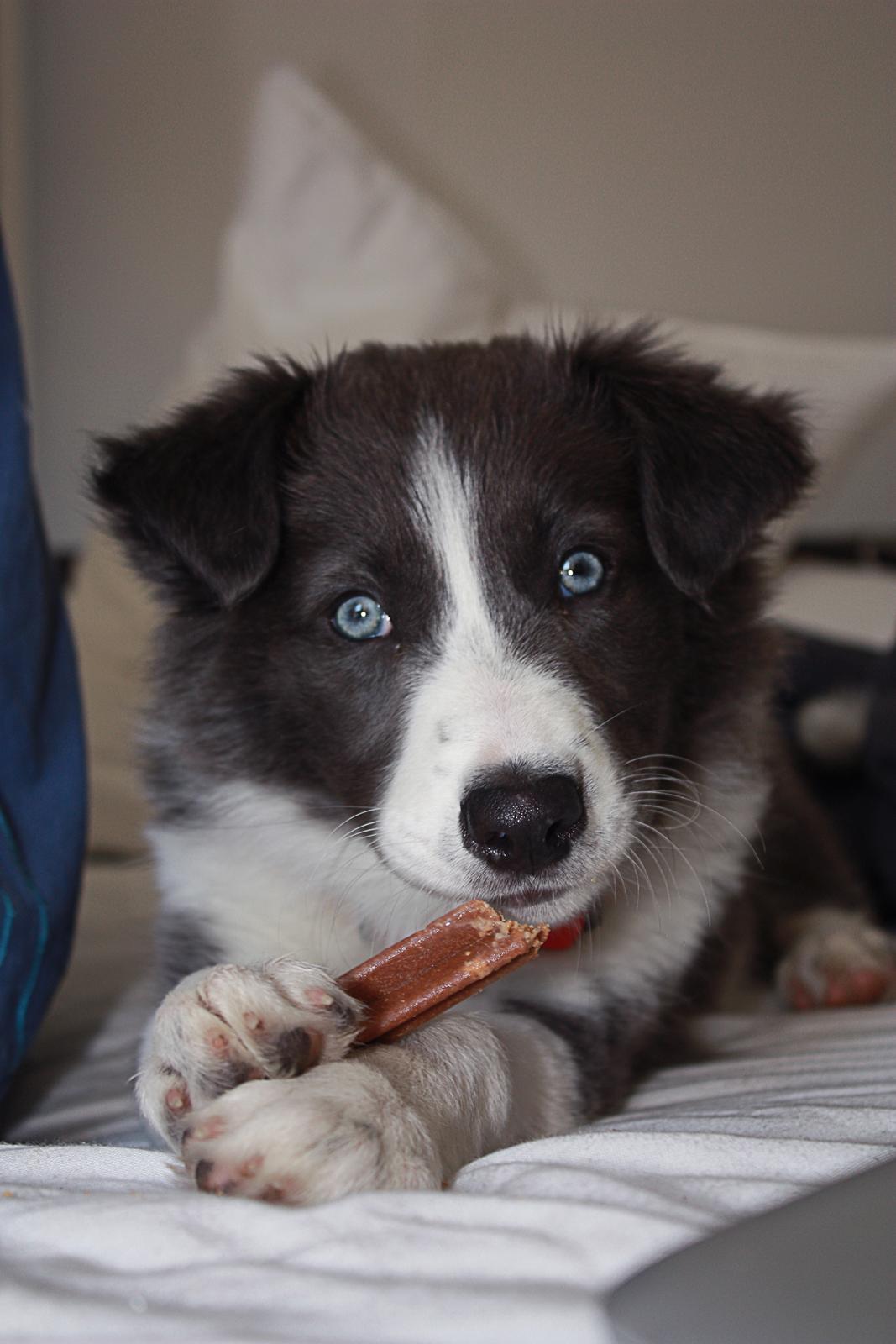 Border collie Aimee billede 29