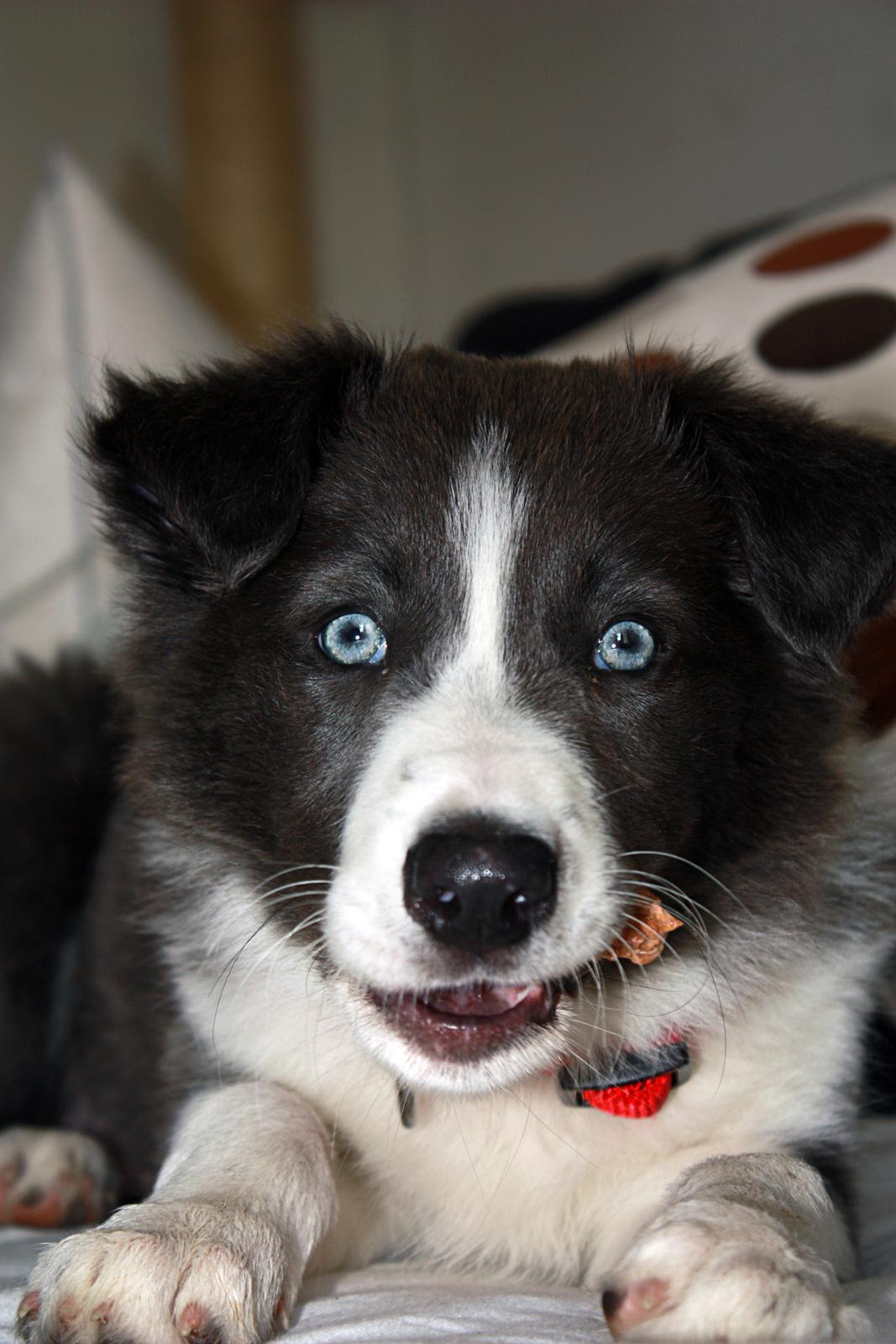 Border collie Aimee billede 30