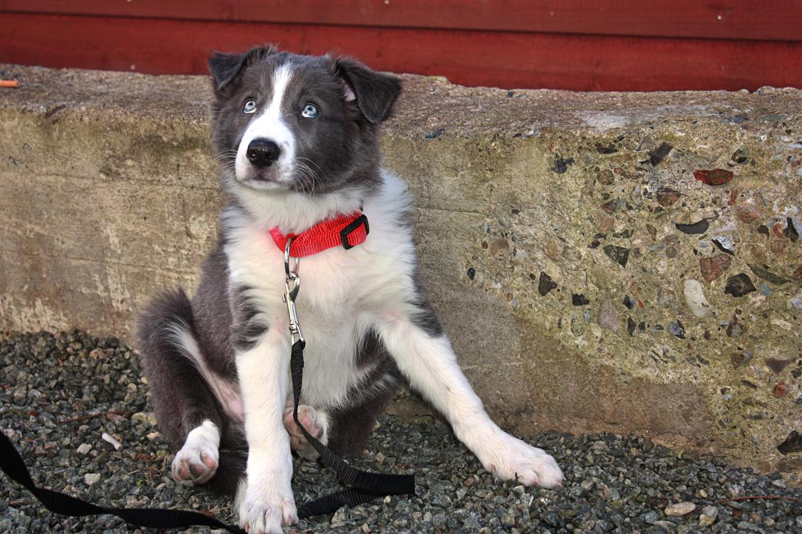 Border collie Aimee billede 34