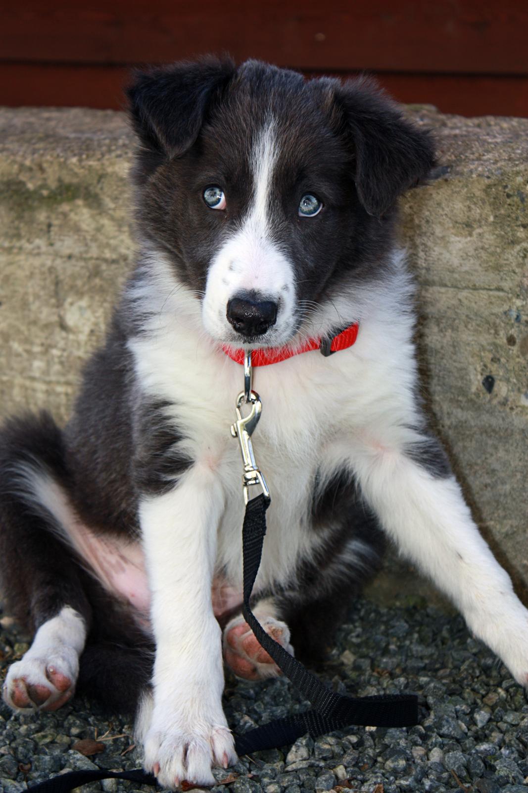 Border collie Aimee billede 33